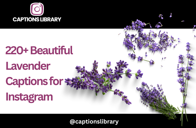 220+ Beautiful Lavender Captions for Instagram