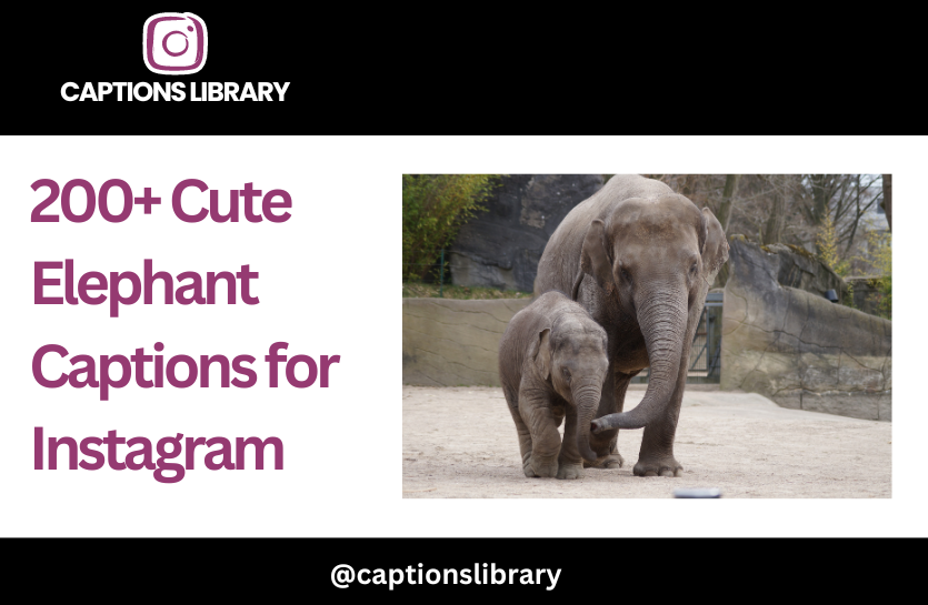 Cute Elephant Captions for Instagram