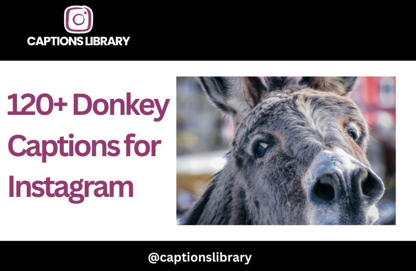 Donkey Captions for Instagram