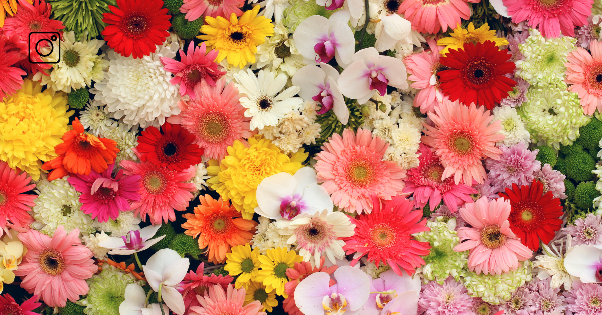 Flower Captions for Instagram, tiktok and youtube