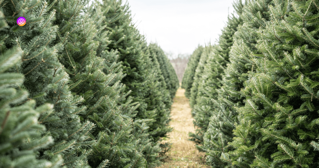  "Christmas Tree Farm Captions capturing festive moments at the farm."