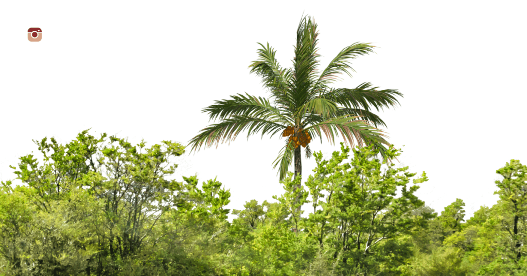 Unique tree captions for Instagram showcasing various types of trees in a picturesque forest setting.