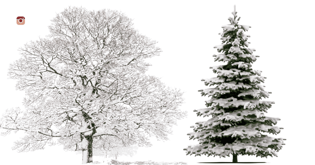 Winter tree captions for Instagram featuring snow-covered branches and a serene winter landscape.