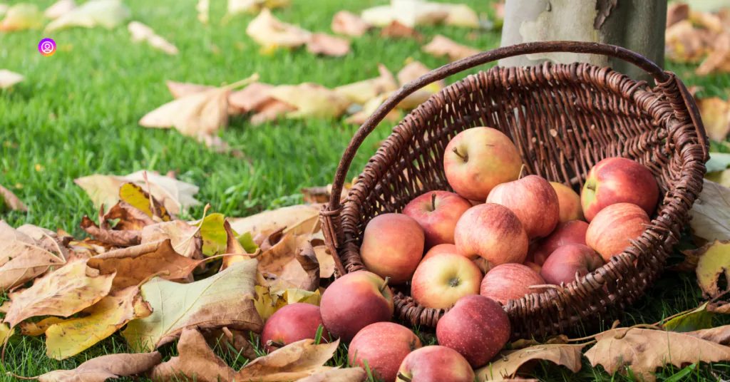 "One-Word Apple Picking Captions for simple and impactful fall-themed posts."