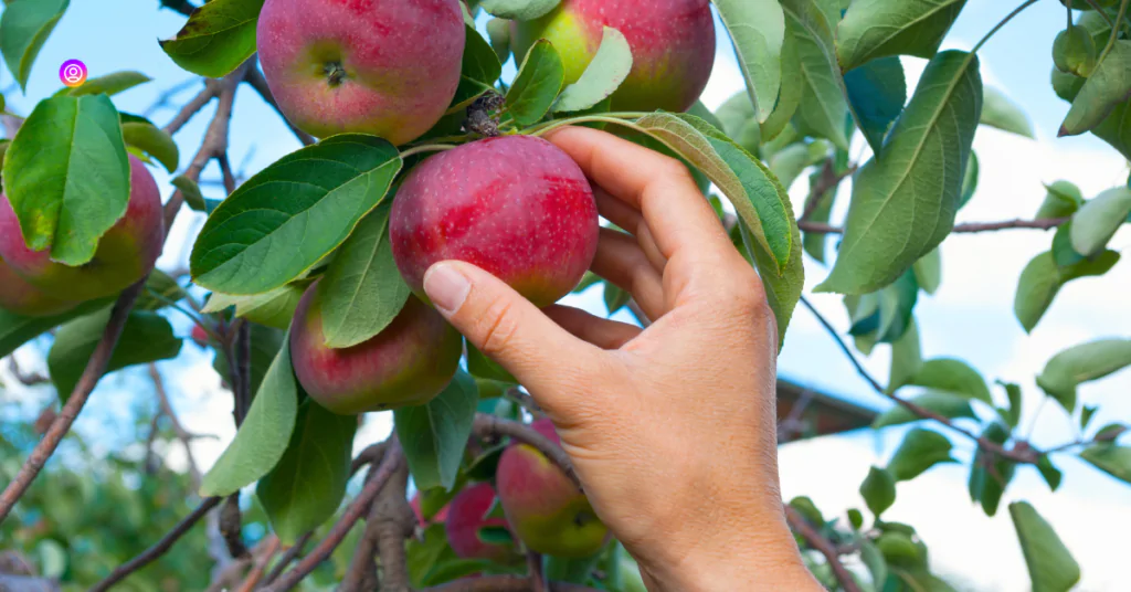 "Instagram Captions for Family Apple Picking to celebrate togetherness and autumn fun."