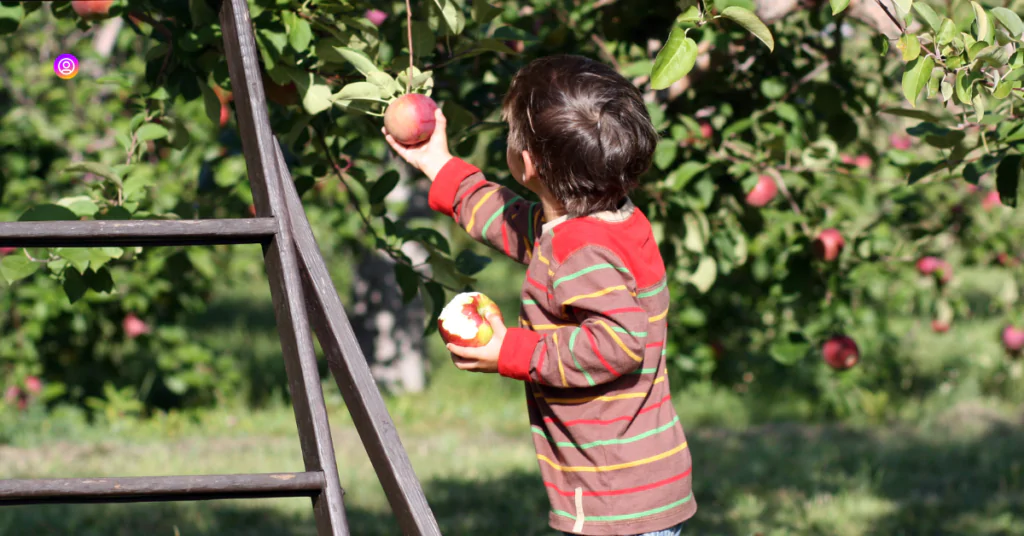 "Seasonal Apple Picking Captions for capturing the essence of autumn adventures."