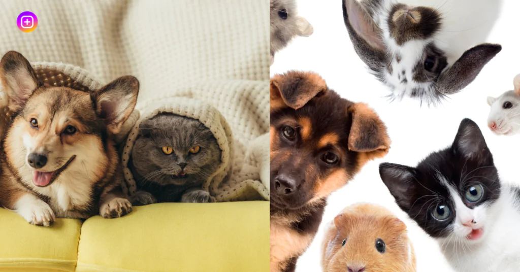 "Pet & Animal Captions for Reels showcasing adorable moments."