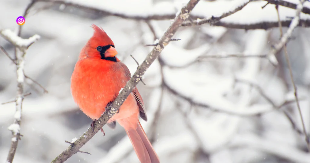 "Unique December Captions for Instagram posts celebrating the season."