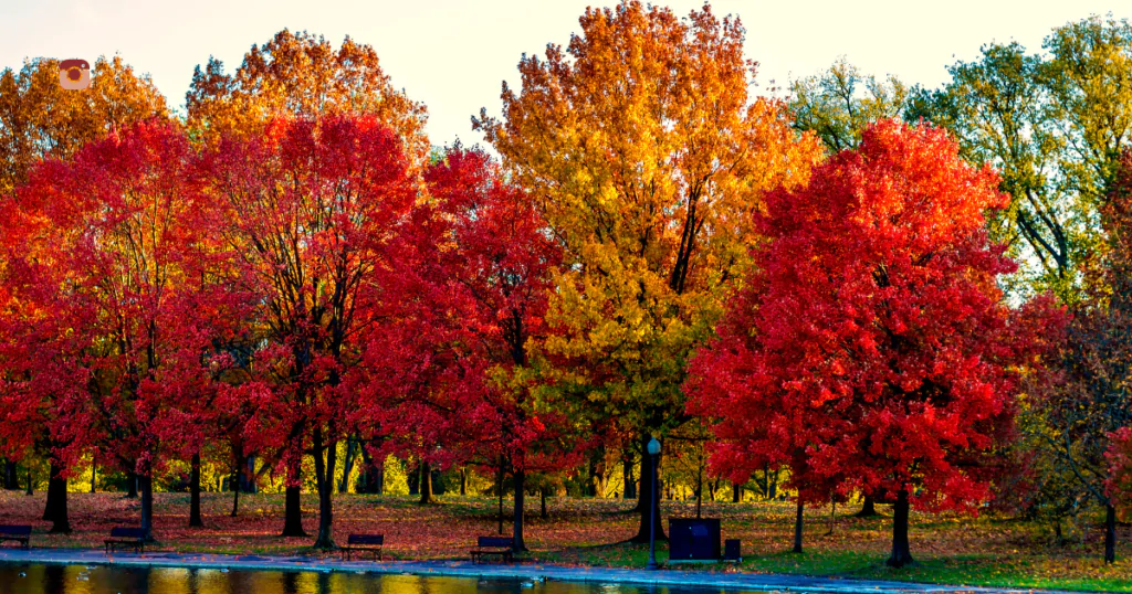 Creative tree captions for Instagram with a vibrant forest background showcasing various tree species.