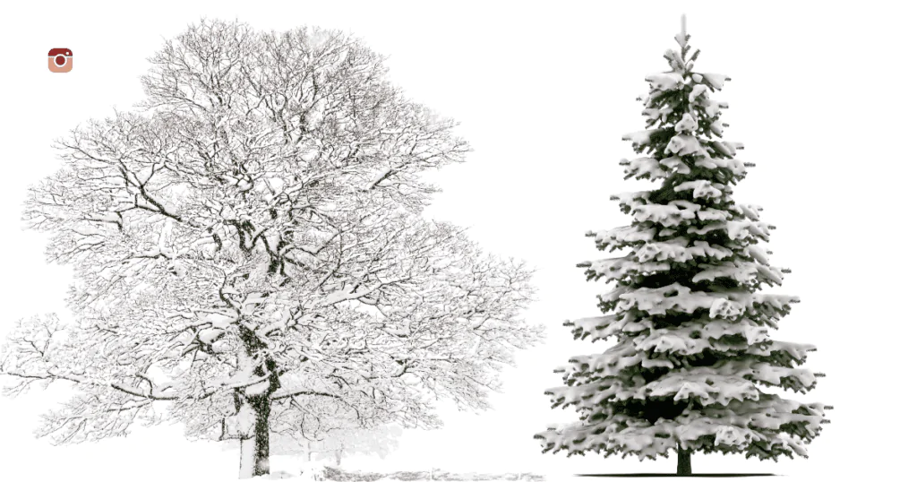 Winter tree captions for Instagram featuring snow-covered branches and a serene winter landscape.